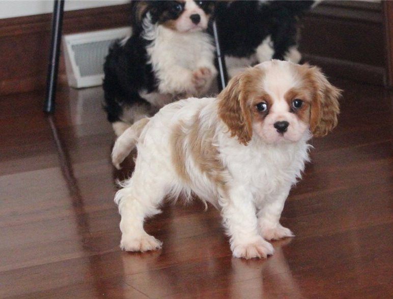 Cavalier King Charles Spaniel Puppies For Sale Picacho