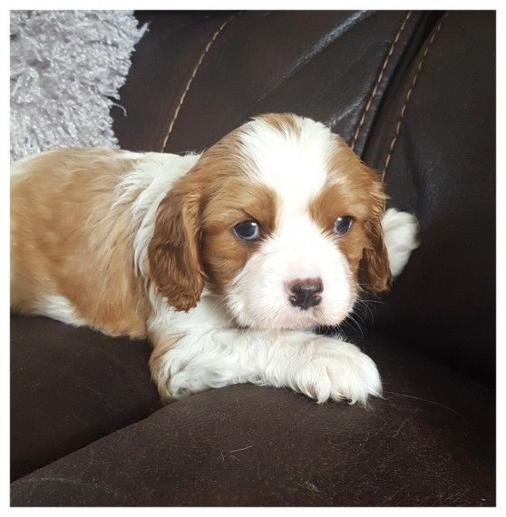 Cavalier King Charles Spaniel Puppies For Sale Houston