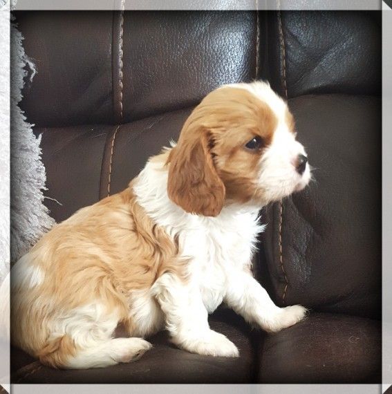 Cavalier King Charles Spaniel Puppies For Sale Houston