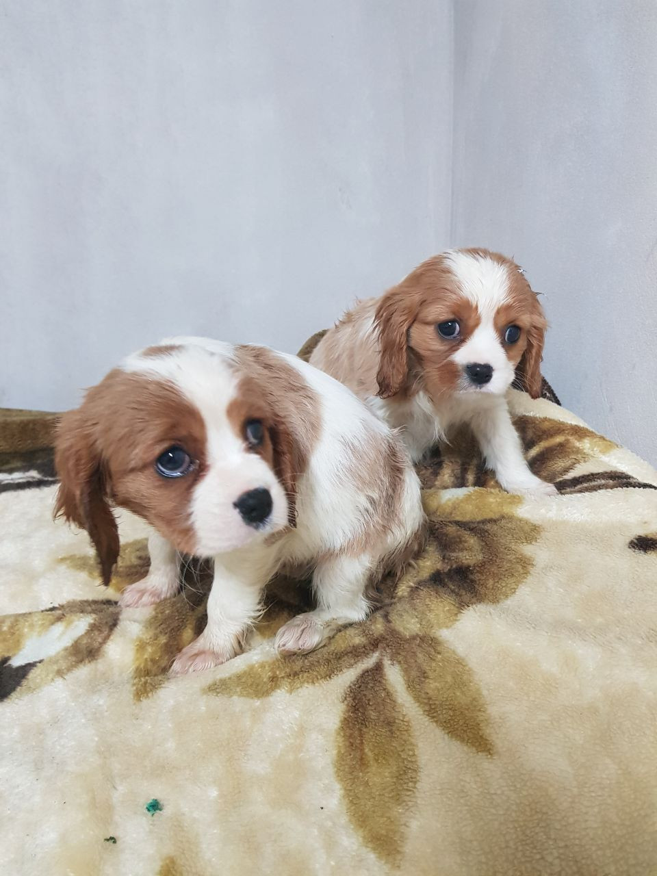 Cavalier King Charles Spaniel Puppies For Sale Wisconsin