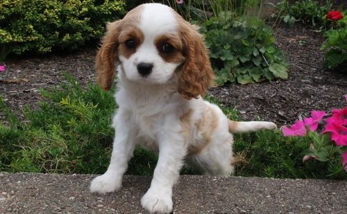 Cavalier King Charles Spaniel Puppies For Sale Colorado