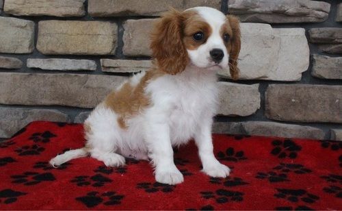 Cavalier King Charles Spaniel Puppies For Sale Hartford
