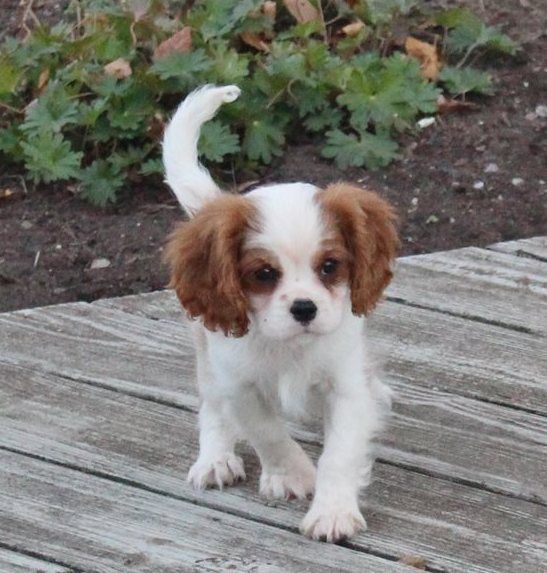 Cavalier King Charles Spaniel Puppies For Sale Ellicott