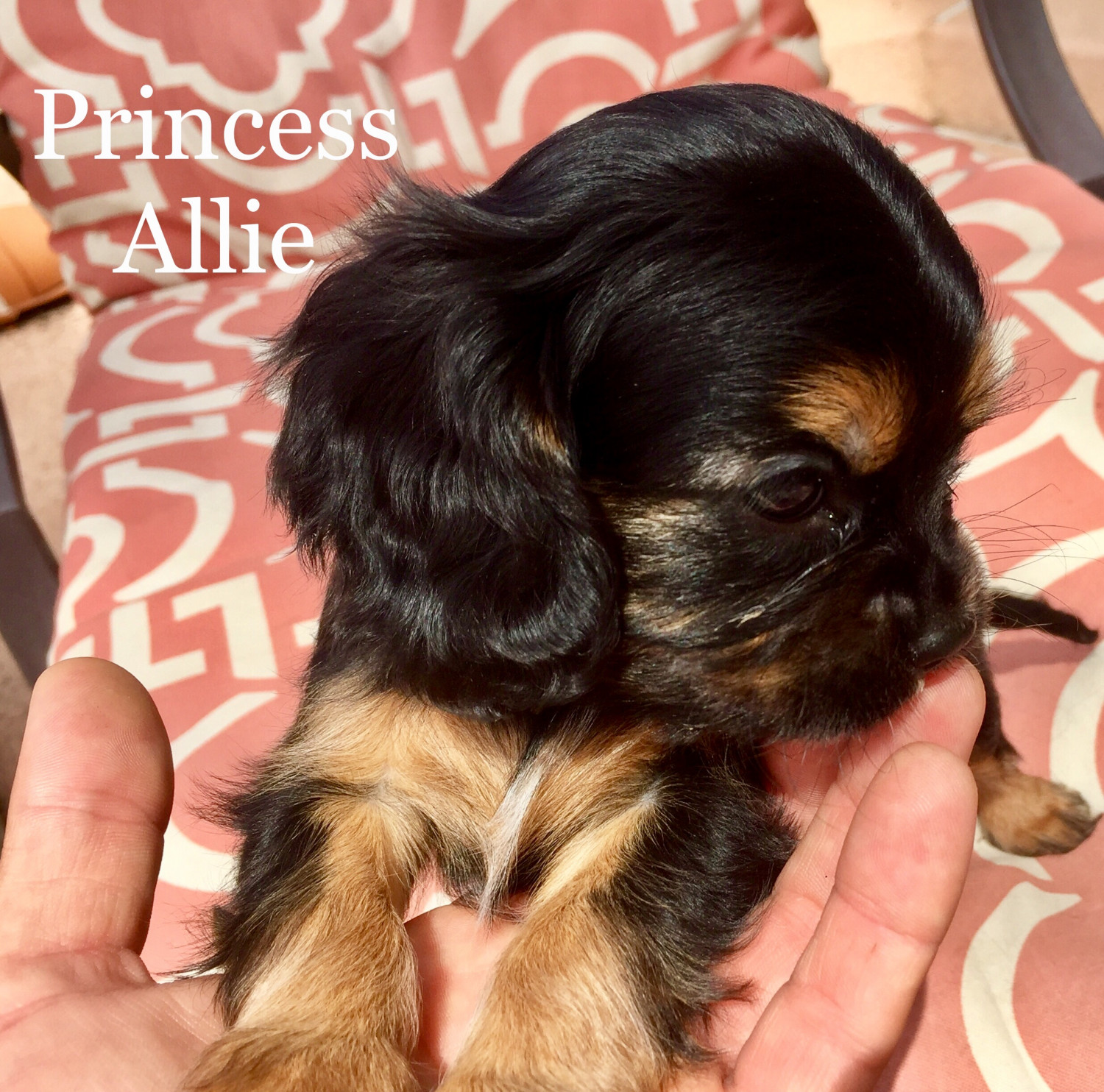 Cavalier King Charles Spaniel Puppies For Sale Phoenix