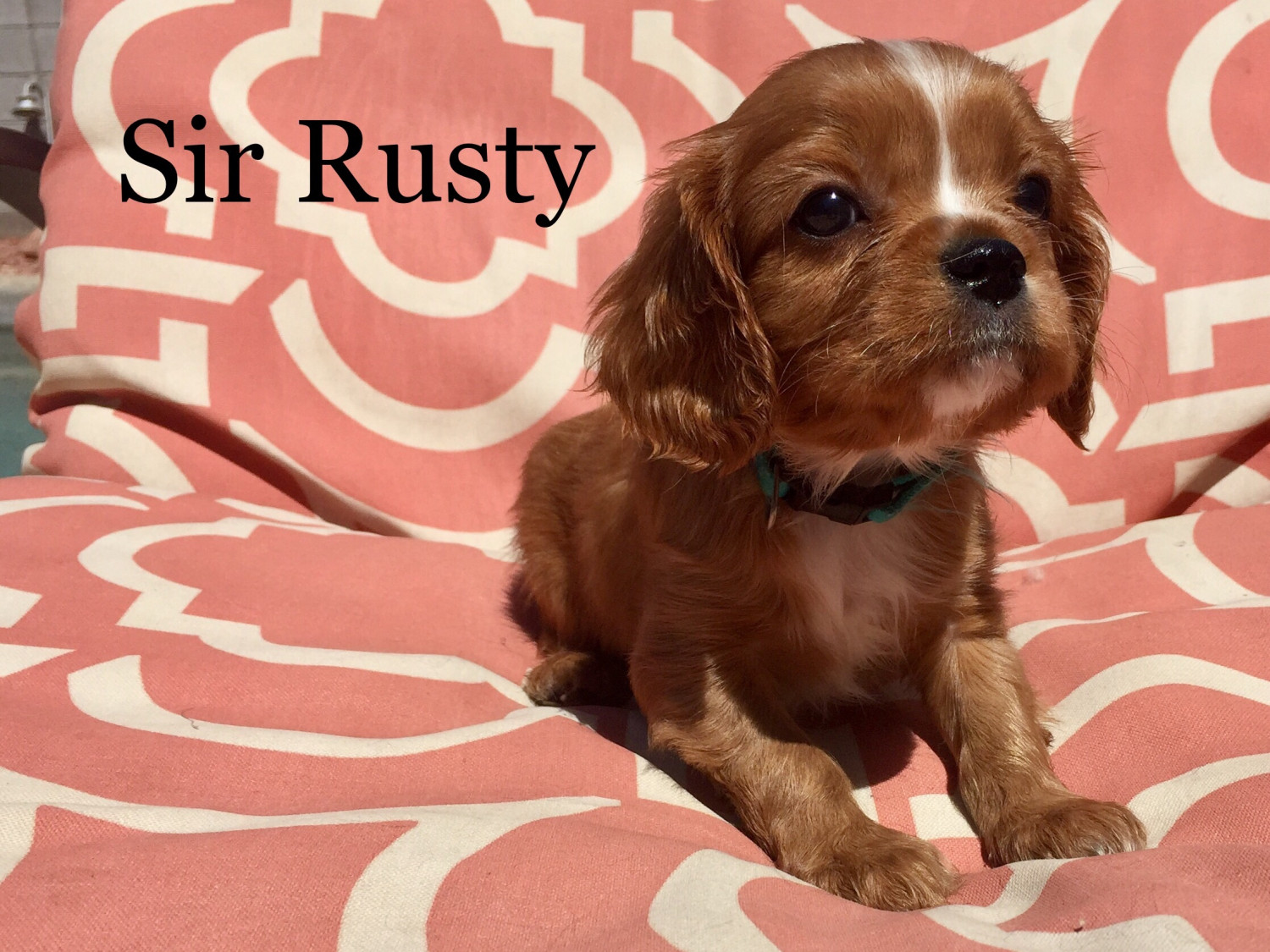 Cavalier King Charles Spaniel Puppies For Sale Phoenix