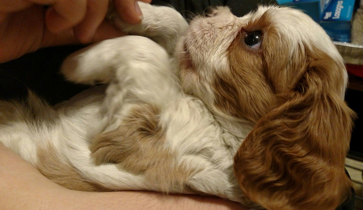 Cavalier King Charles Spaniel Puppies For Sale East New