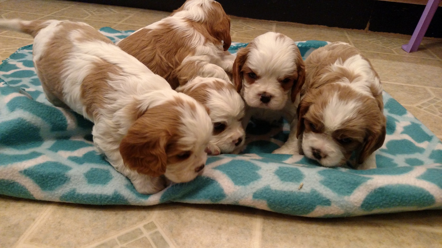 Cavalier King Charles Spaniel Puppies For Sale East New