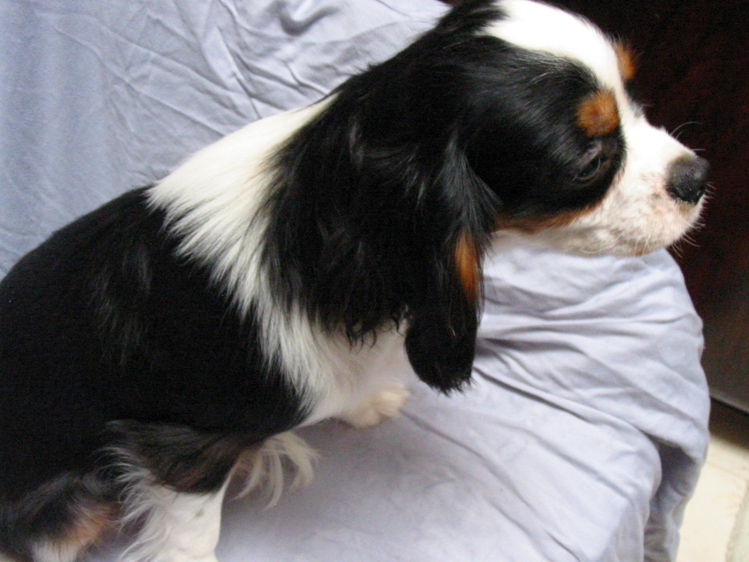 Cavalier King Charles Spaniel Puppies For Sale Roseville