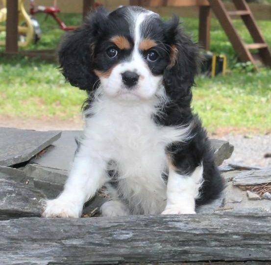 Cavalier King Charles Spaniel Puppies For Sale Dallas