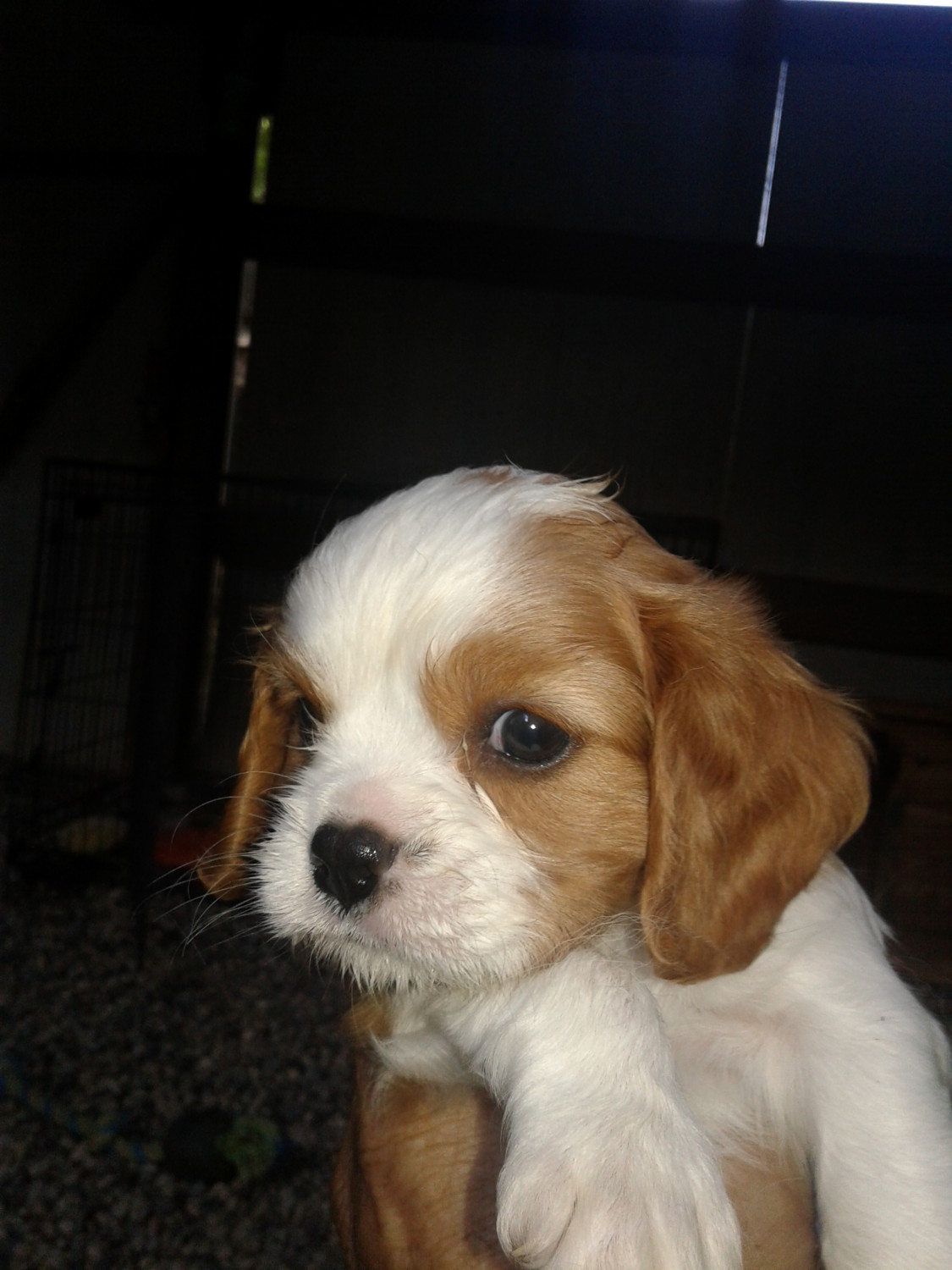 Cavalier King Charles Spaniel Puppies For Sale Rancho