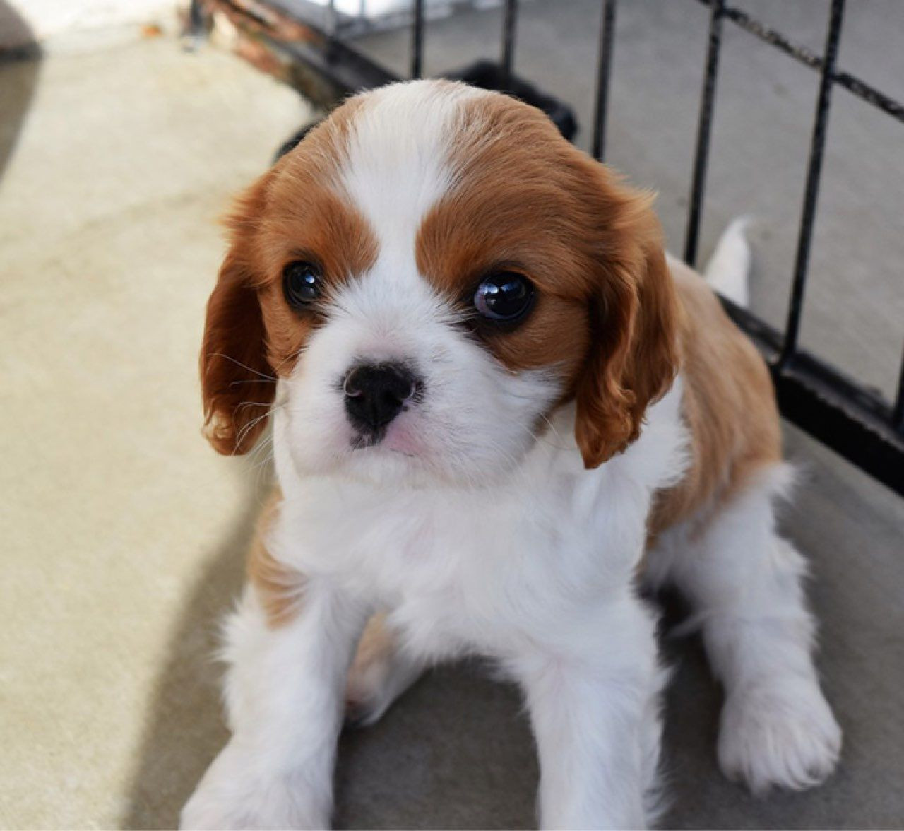 Cavalier King Charles Spaniel Puppies For Sale Penn