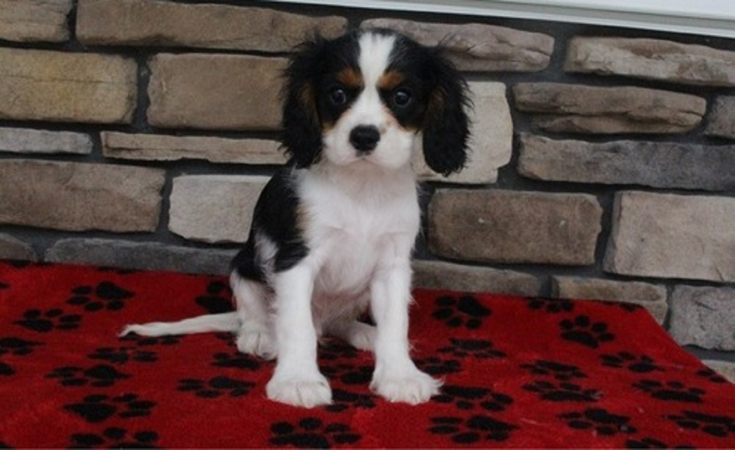 Cavalier King Charles Spaniel Puppies For Sale St. Louis