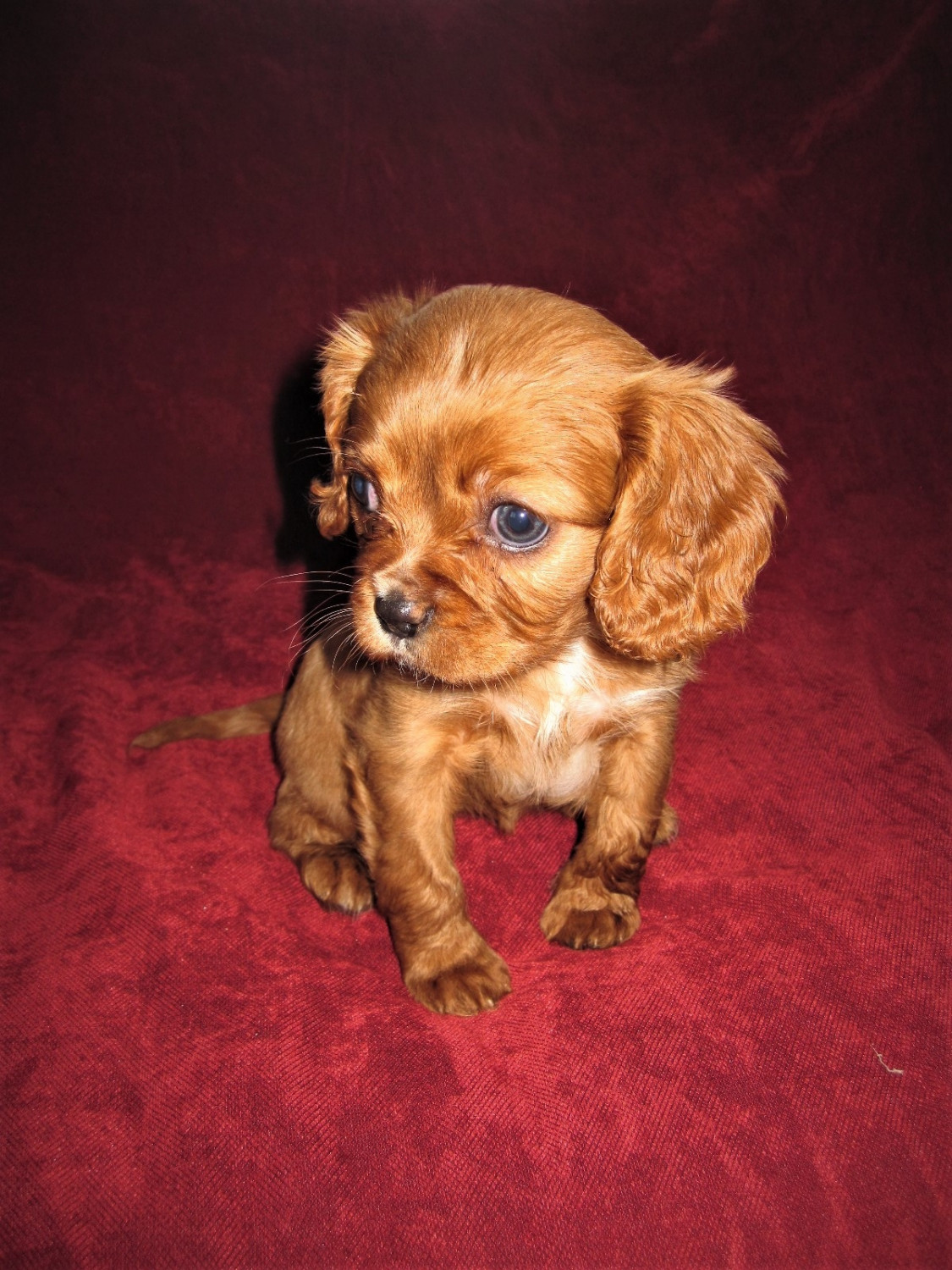 Cavalier King Charles Spaniel Puppies For Sale Saint