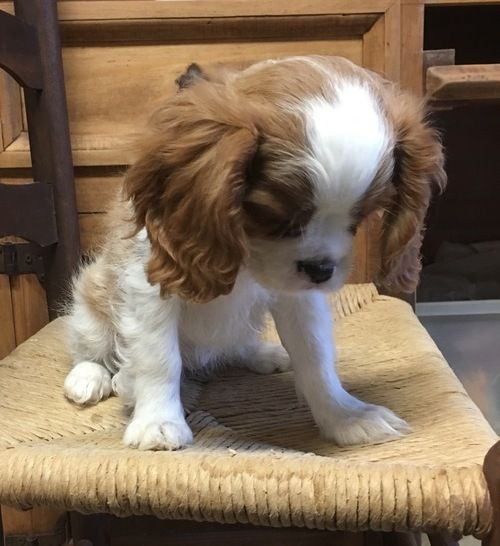 Cavalier King Charles Spaniel Puppies For Sale Lincoln