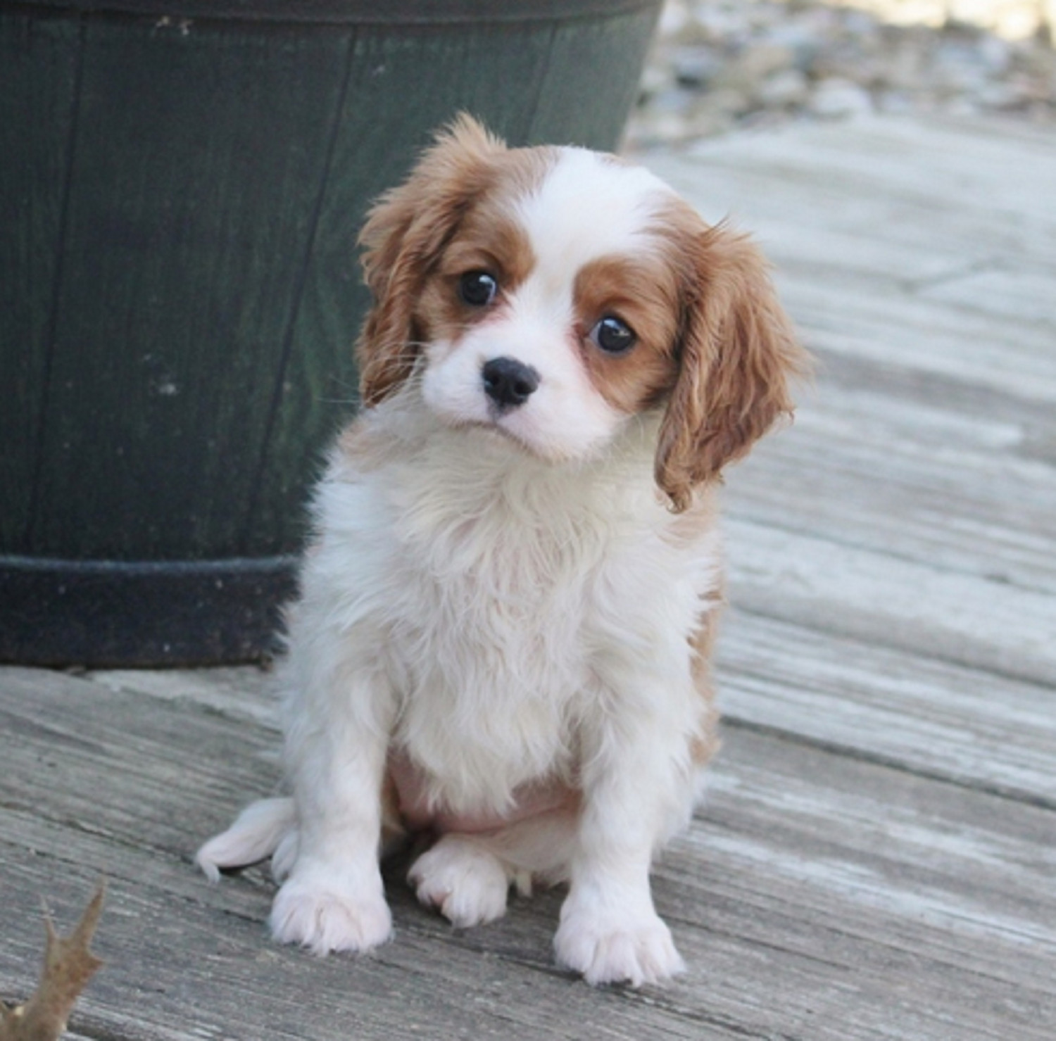 Cavalier King Charles Spaniel Puppies For Sale In