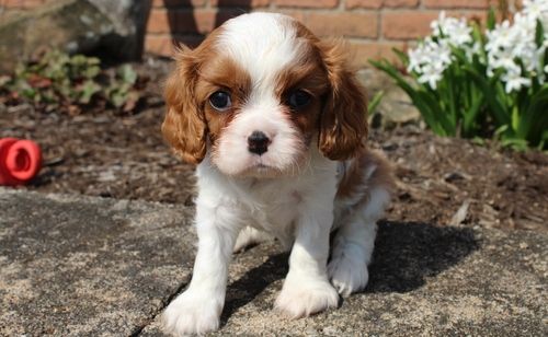 Cavalier King Charles Spaniel Puppies For Sale Baton