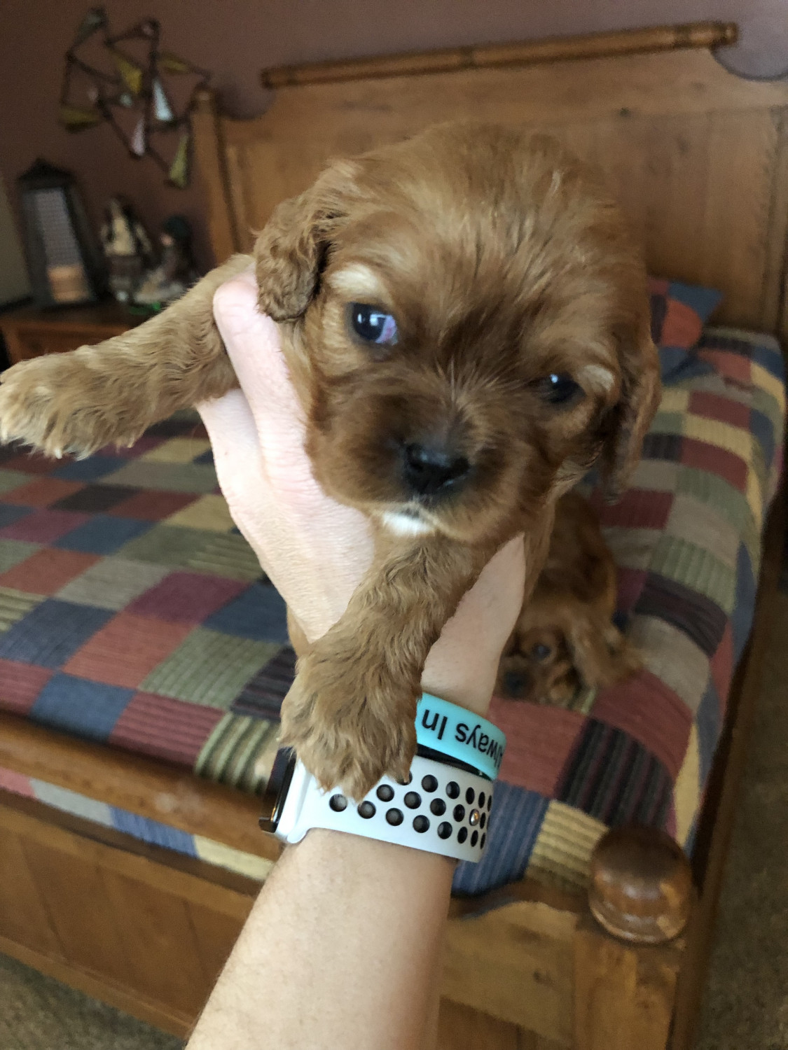 Cavalier King Charles Spaniel Puppies For Sale Davenport