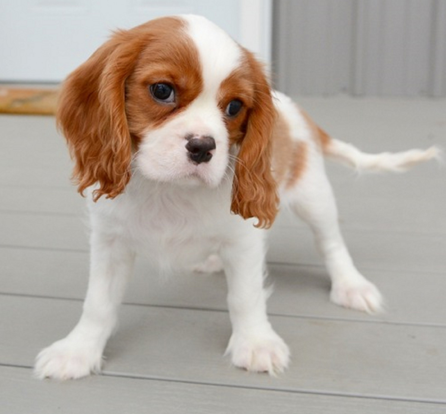 Cavalier King Charles Spaniel Puppies For Sale Northeast