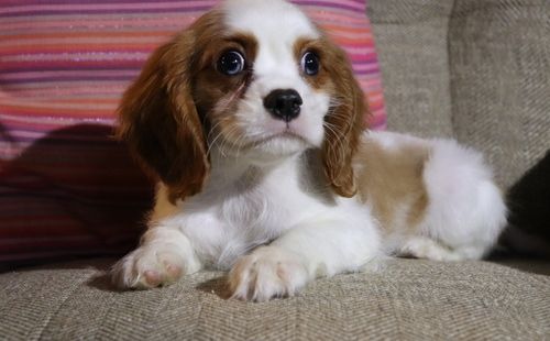 Cavalier King Charles Spaniel Puppies For Sale Aurora