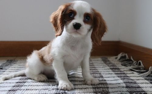 Cavalier King Charles Spaniel Puppies For Sale Aurora