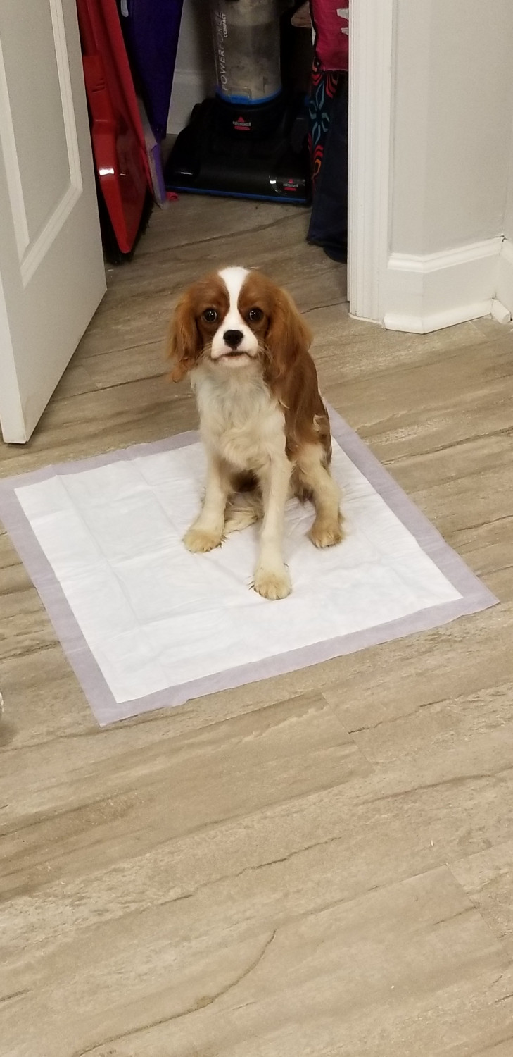 Cavalier King Charles Spaniel Puppies For Sale Bethesda
