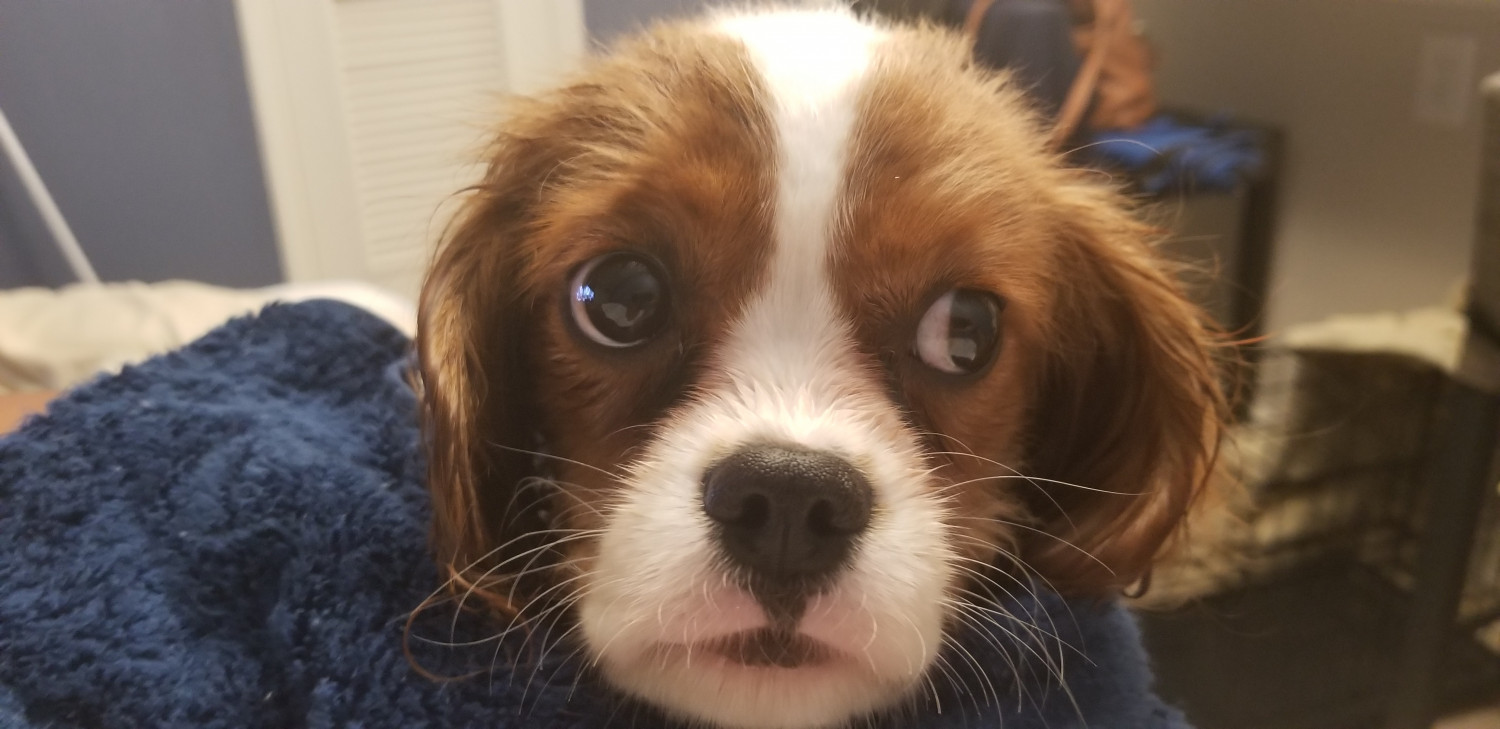 Cavalier King Charles Spaniel Puppies For Sale Bethesda
