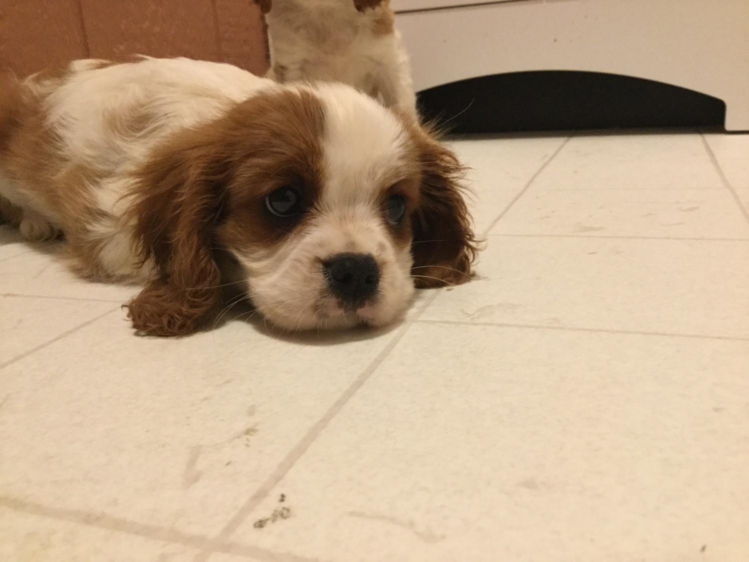 Cavalier King Charles Spaniel Puppies For Sale Cynthiana
