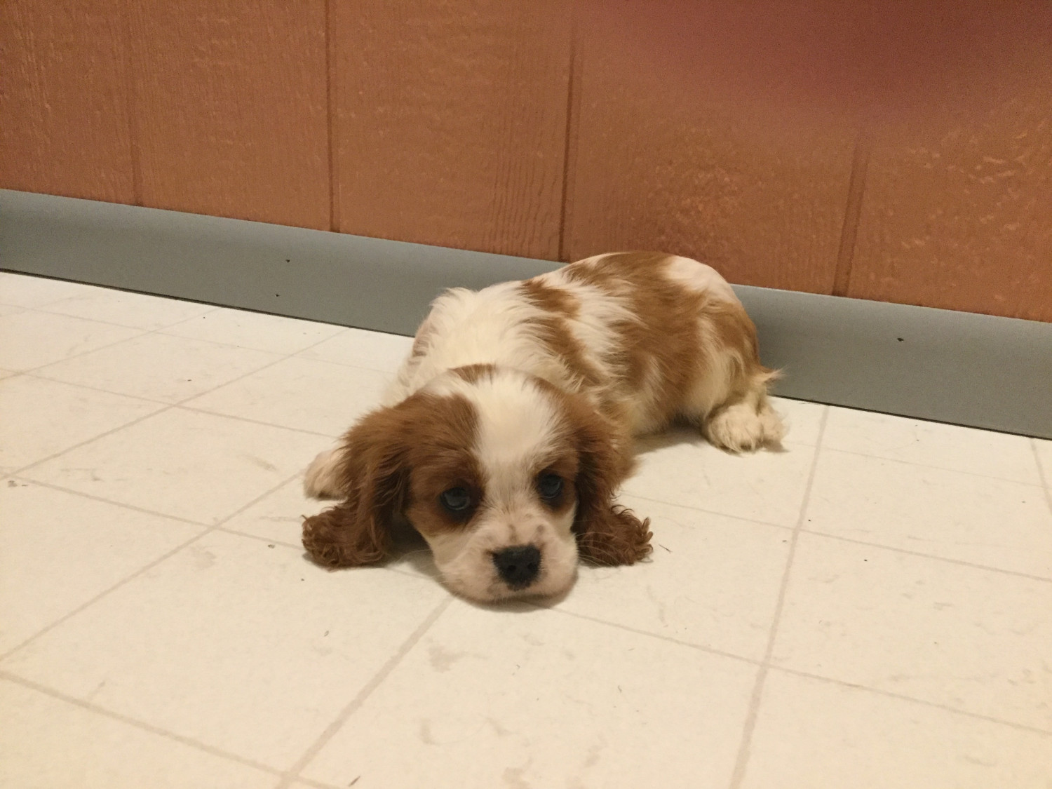 Cavalier King Charles Spaniel Puppies For Sale Cynthiana