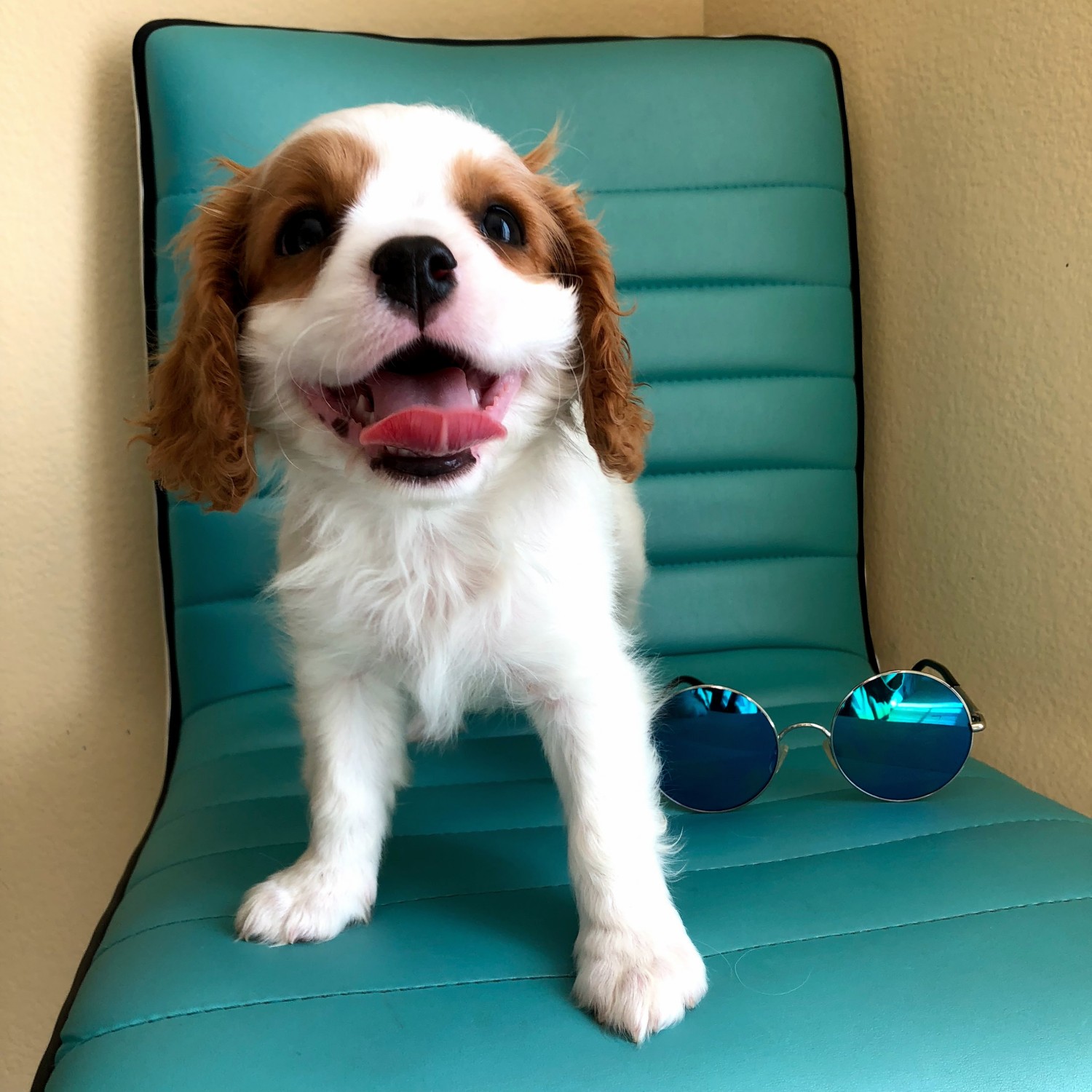 79+ Cavalier King Charles Spaniel Puppies Free To Good