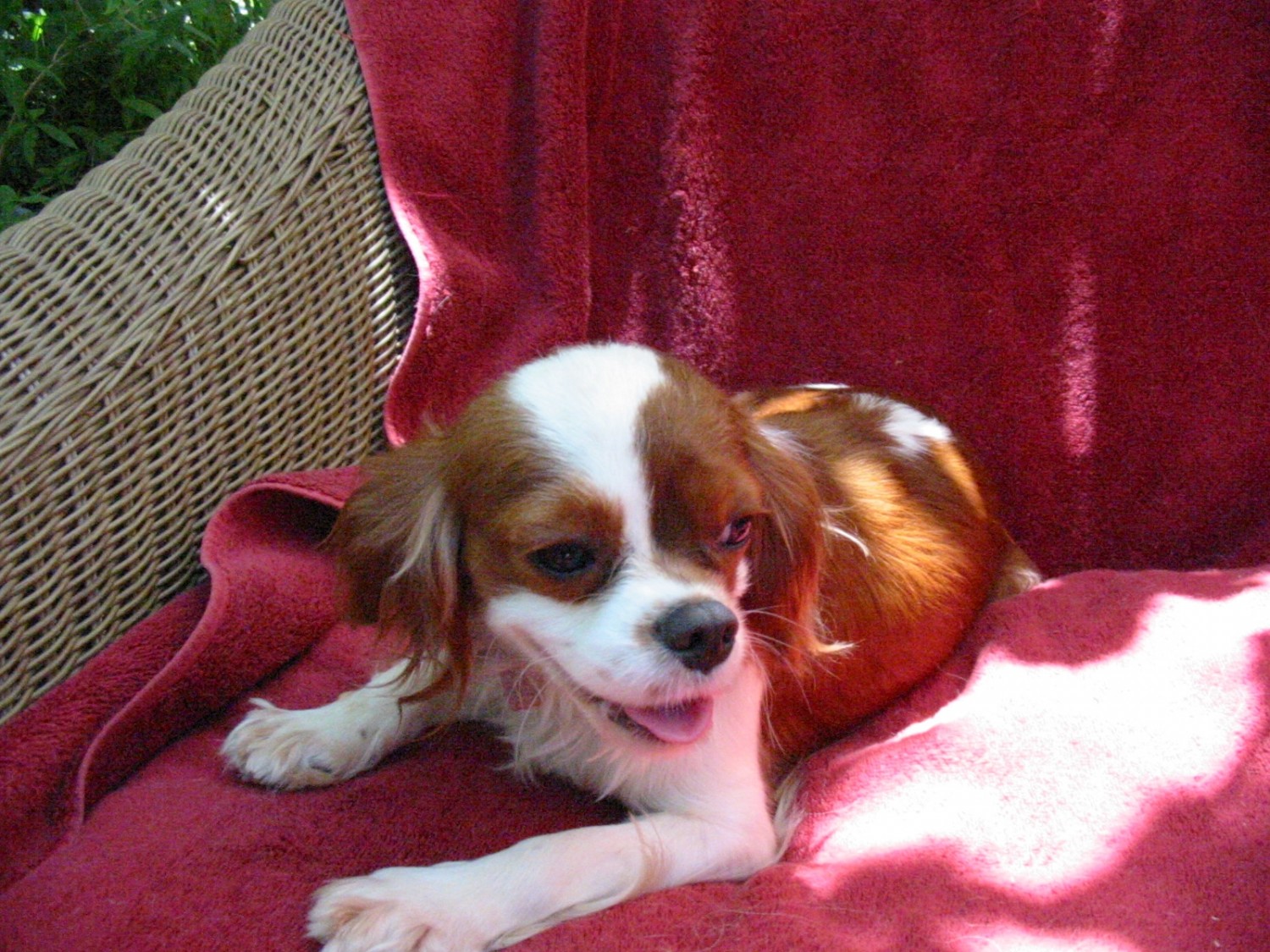Cavalier King Charles Spaniel Puppies For Sale Roseville