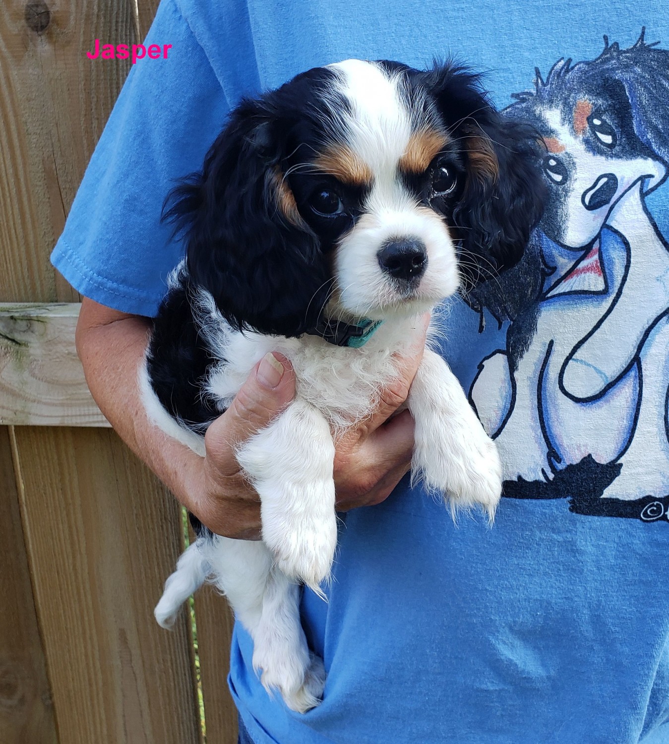 Cavalier King Charles Spaniel Puppies For Sale Stuarts