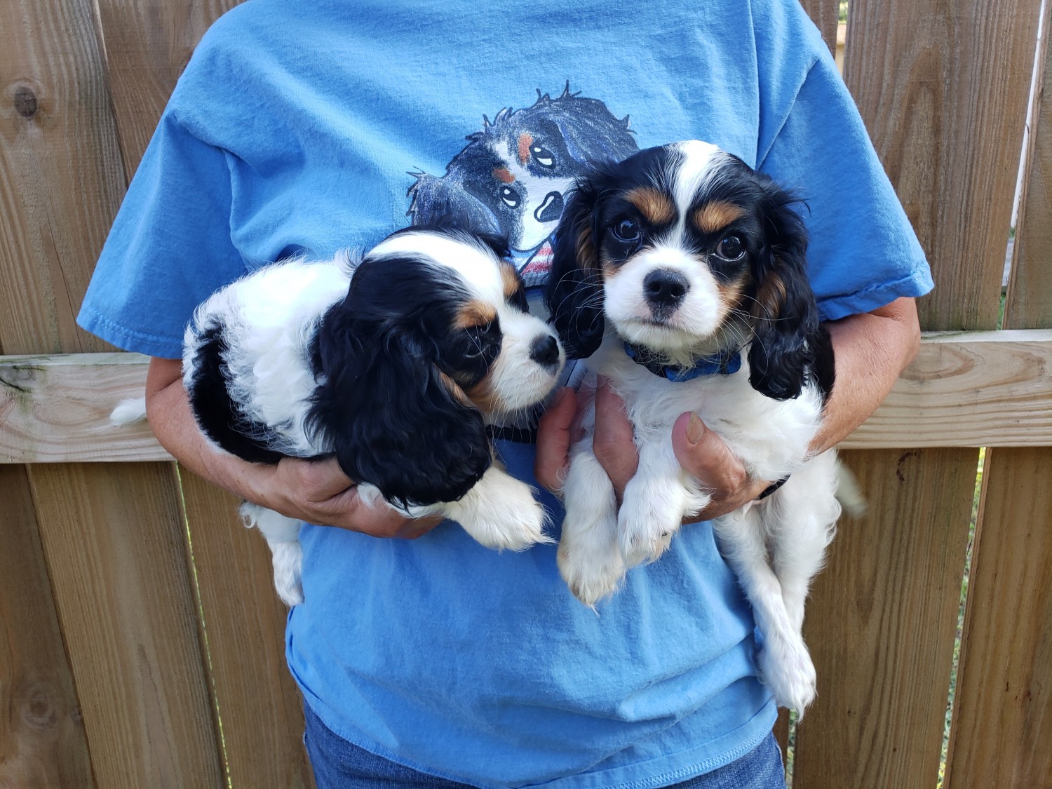 Cavalier King Charles Spaniel Puppies For Sale Stuarts