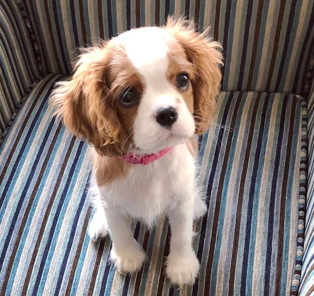 Cavalier King Charles Spaniel Puppies For Sale Florida
