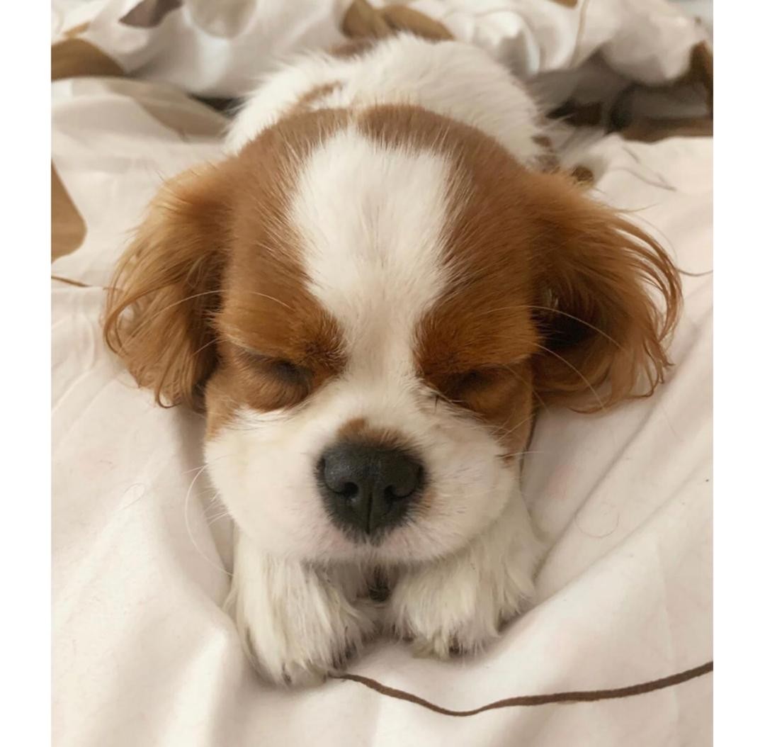 Cavalier King Charles Spaniel Puppies For Sale Florida