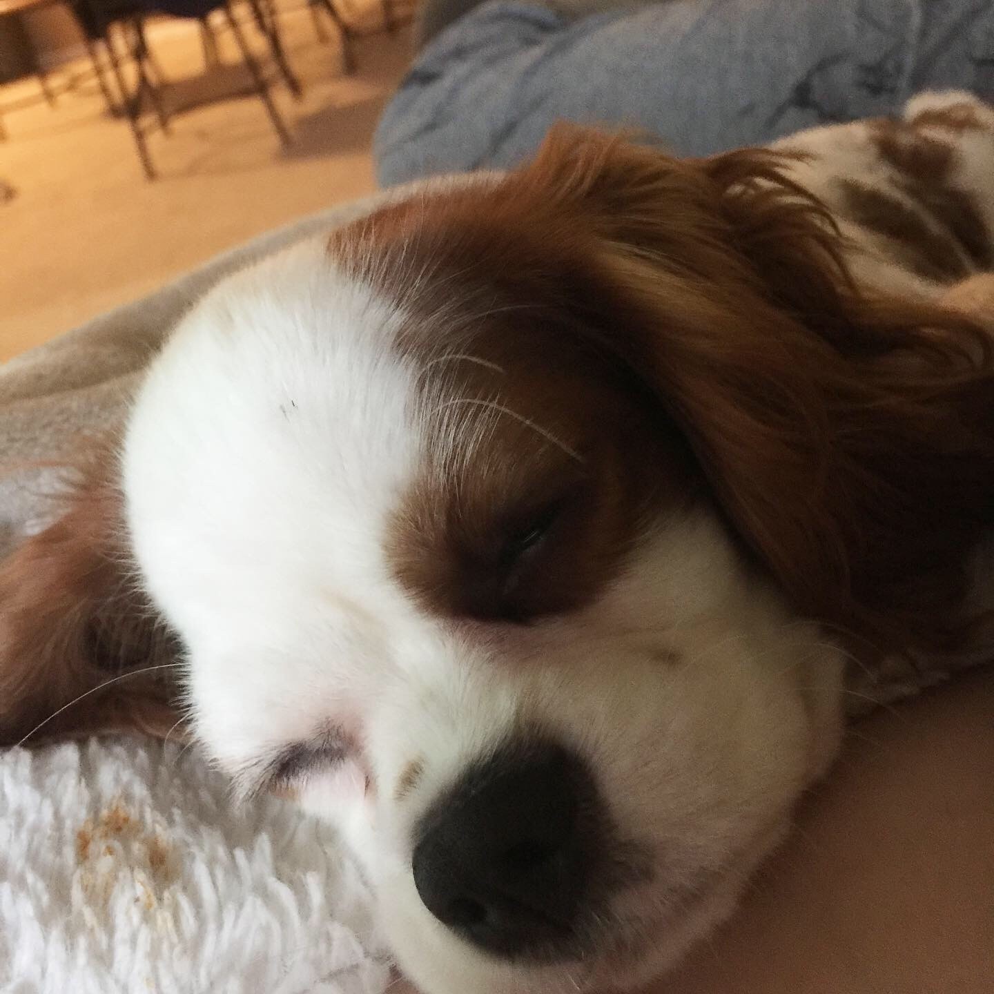 Cavalier King Charles Spaniel Puppies For Sale Waterford