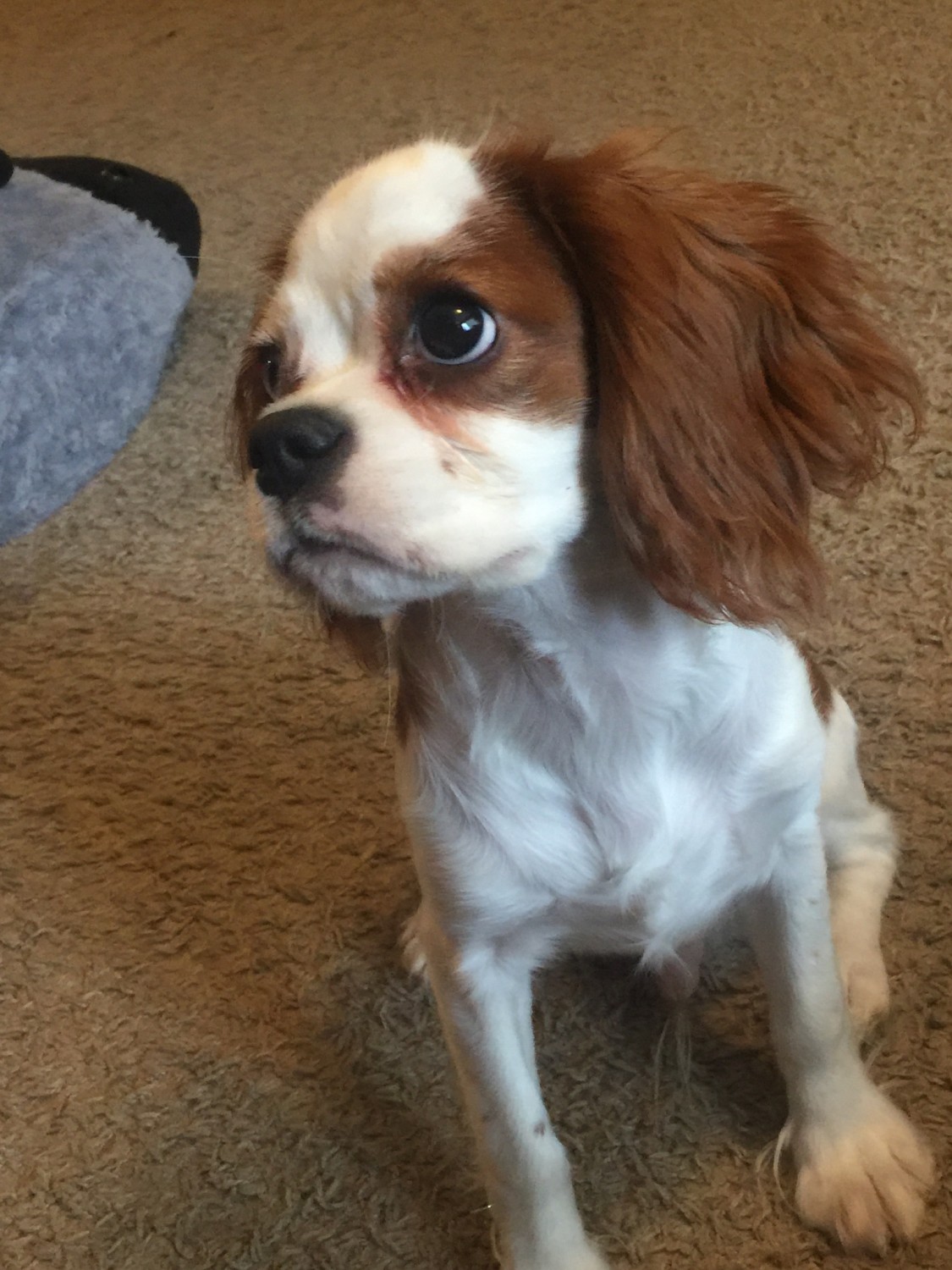 Cavalier King Charles Spaniel Puppies For Sale Waterford