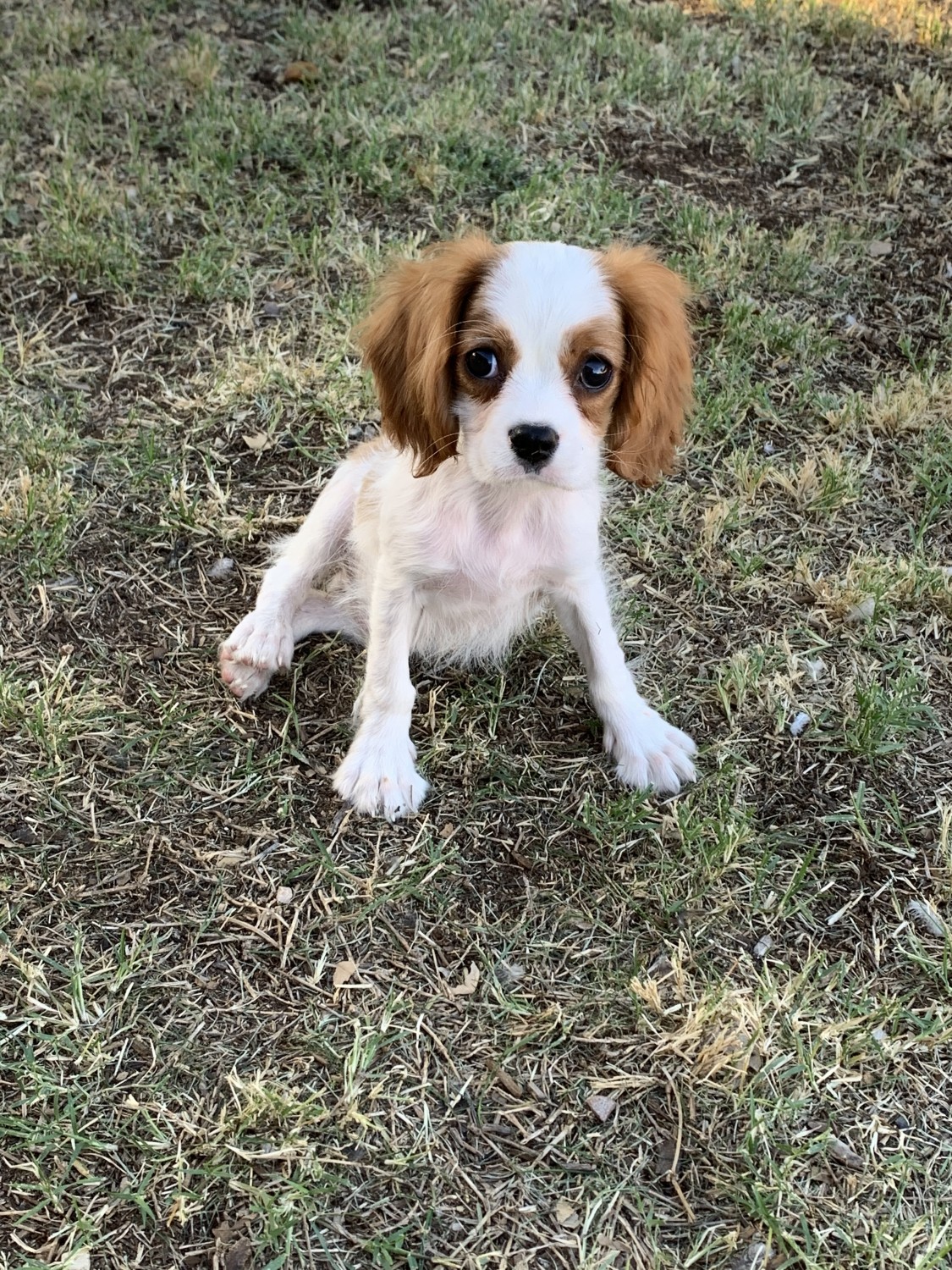 Cavalier King Charles Spaniel Puppies For Sale Mesa, AZ