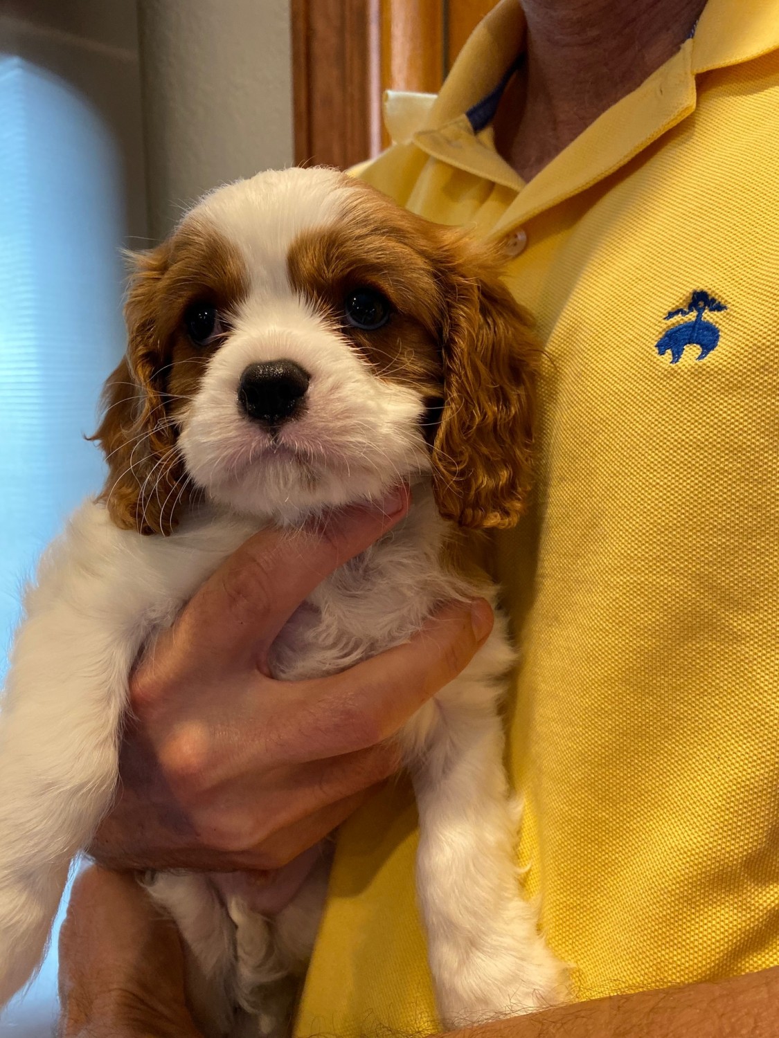 Cavalier King Charles Spaniel Puppies For Sale Ormond