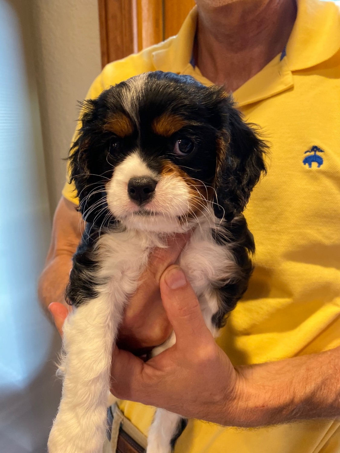 Cavalier King Charles Spaniel Puppies For Sale Ormond