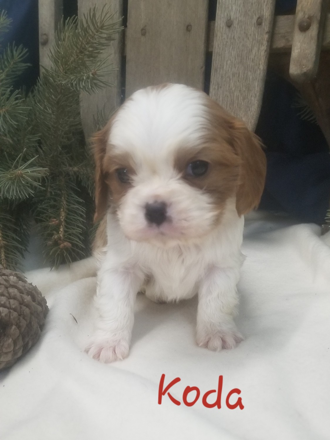 Cavalier King Charles Spaniel Puppies For Sale Rock