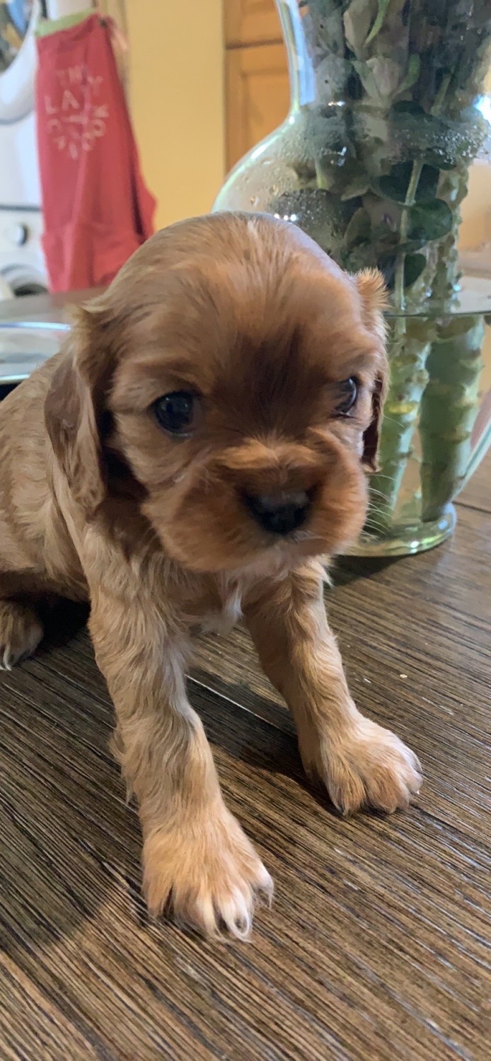 Cavalier King Charles Spaniel Puppies For Sale West