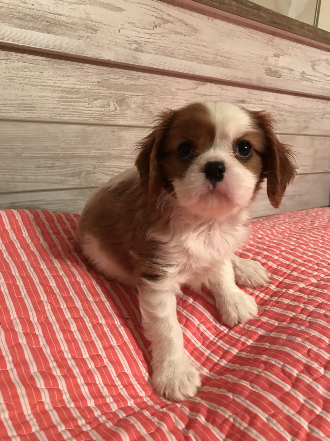 Cavalier King Charles Spaniel Puppies For Sale Lakeland