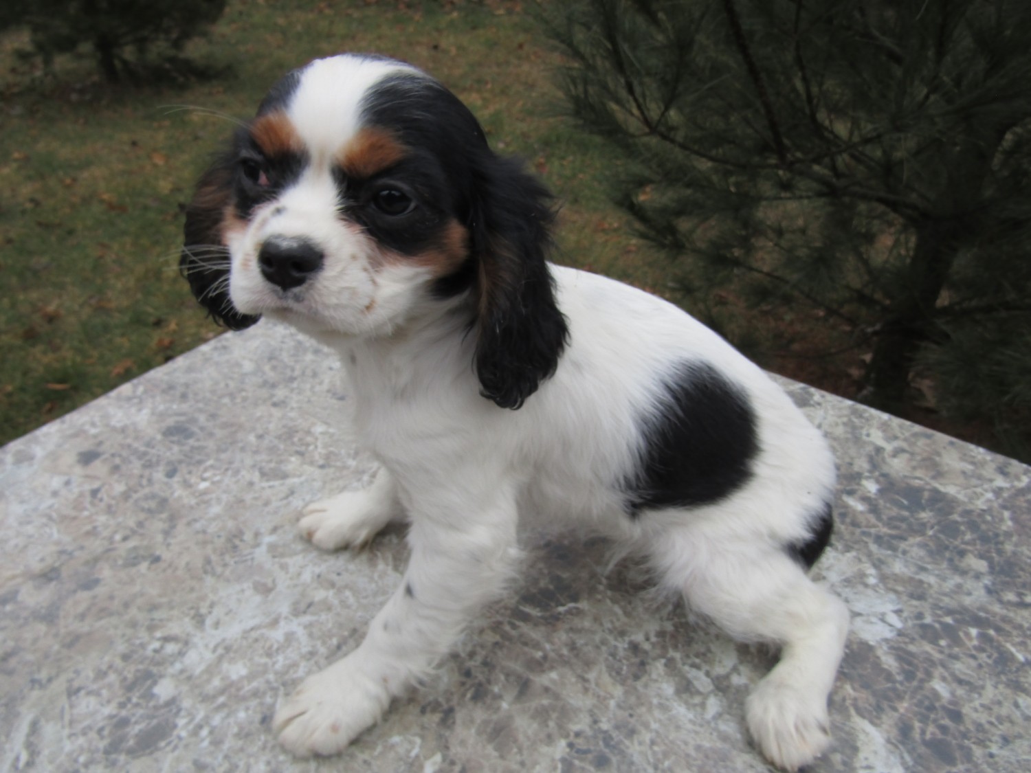 Cavalier King Charles Spaniel Puppies For Sale Kalamazoo