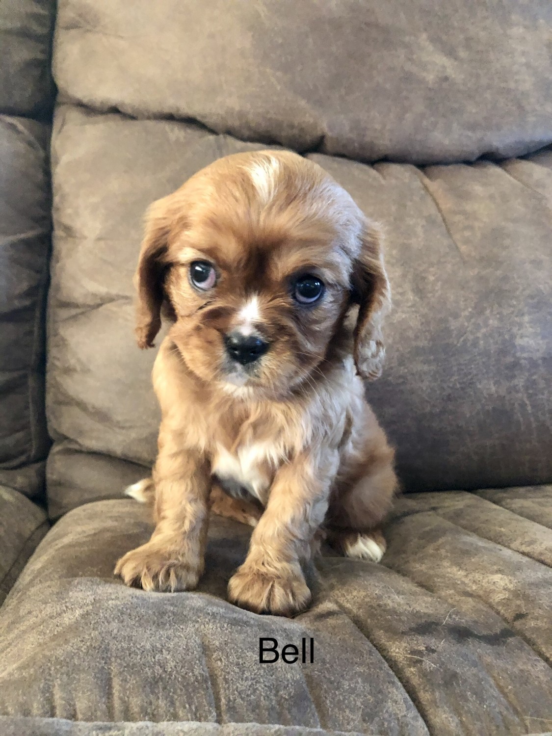 Cavalier King Charles Spaniel Puppies For Sale Des