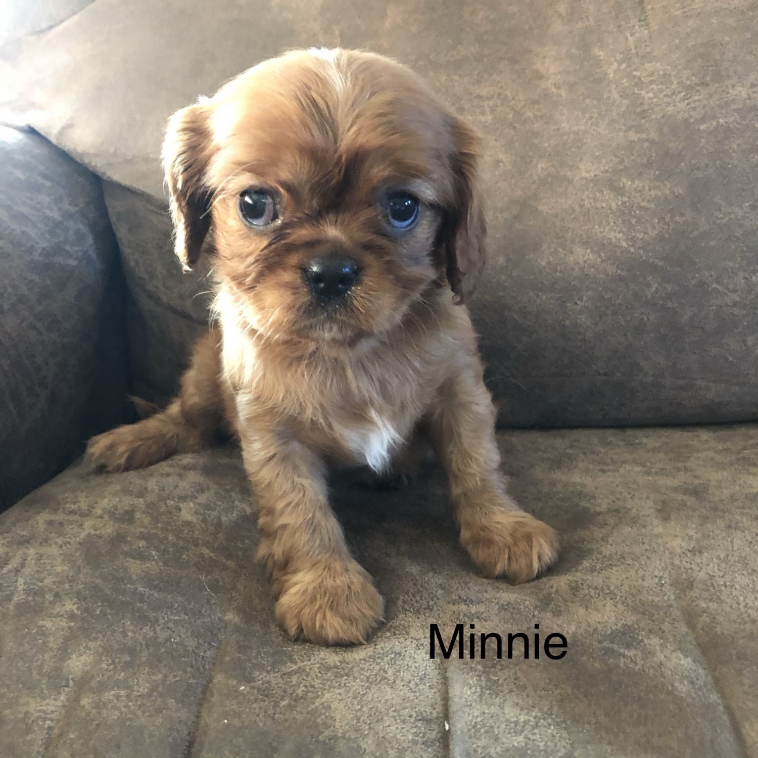 Cavalier King Charles Spaniel Puppies For Sale Des