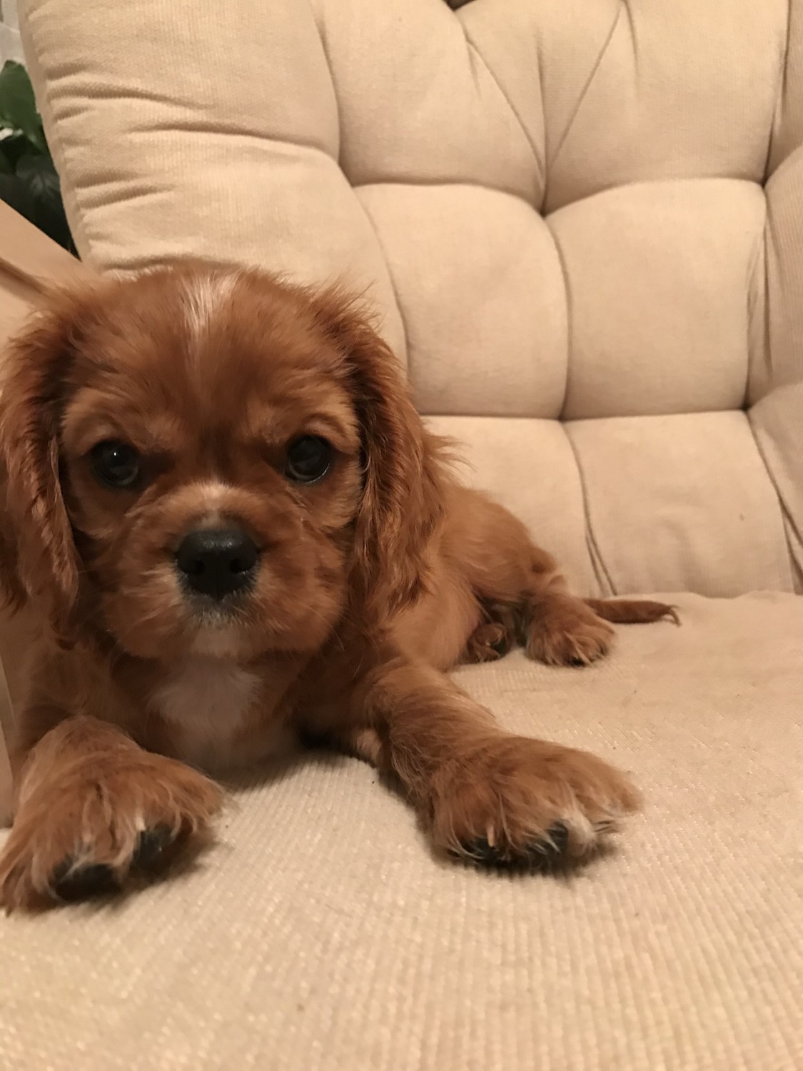 cavalier king charles spaniel stud service