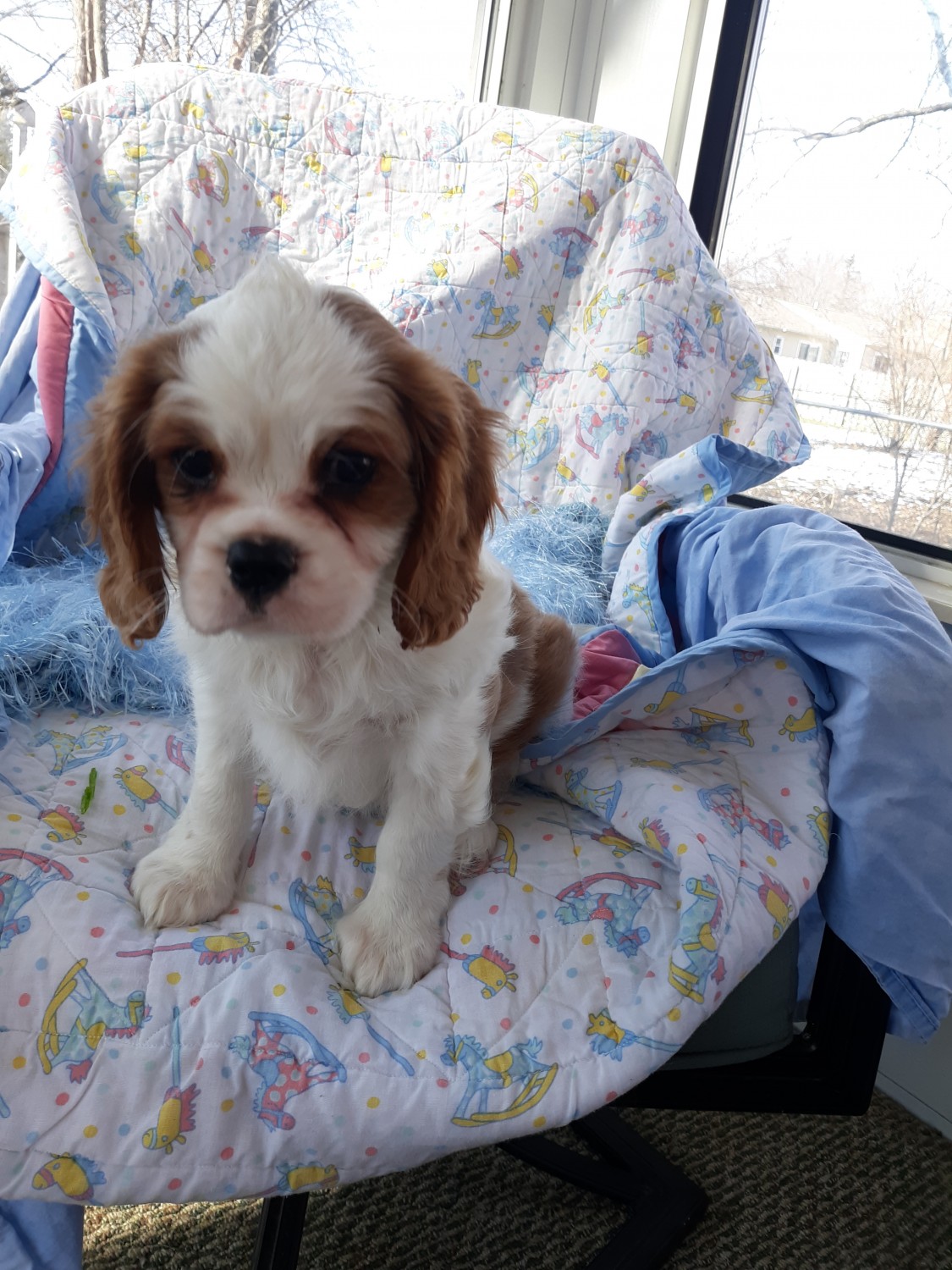 Cavalier King Charles Spaniel Puppies For Sale Flushing