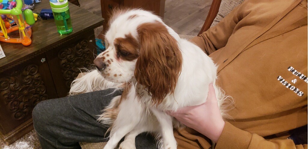 Cavalier King Charles Spaniel Puppies For Sale Vancouver