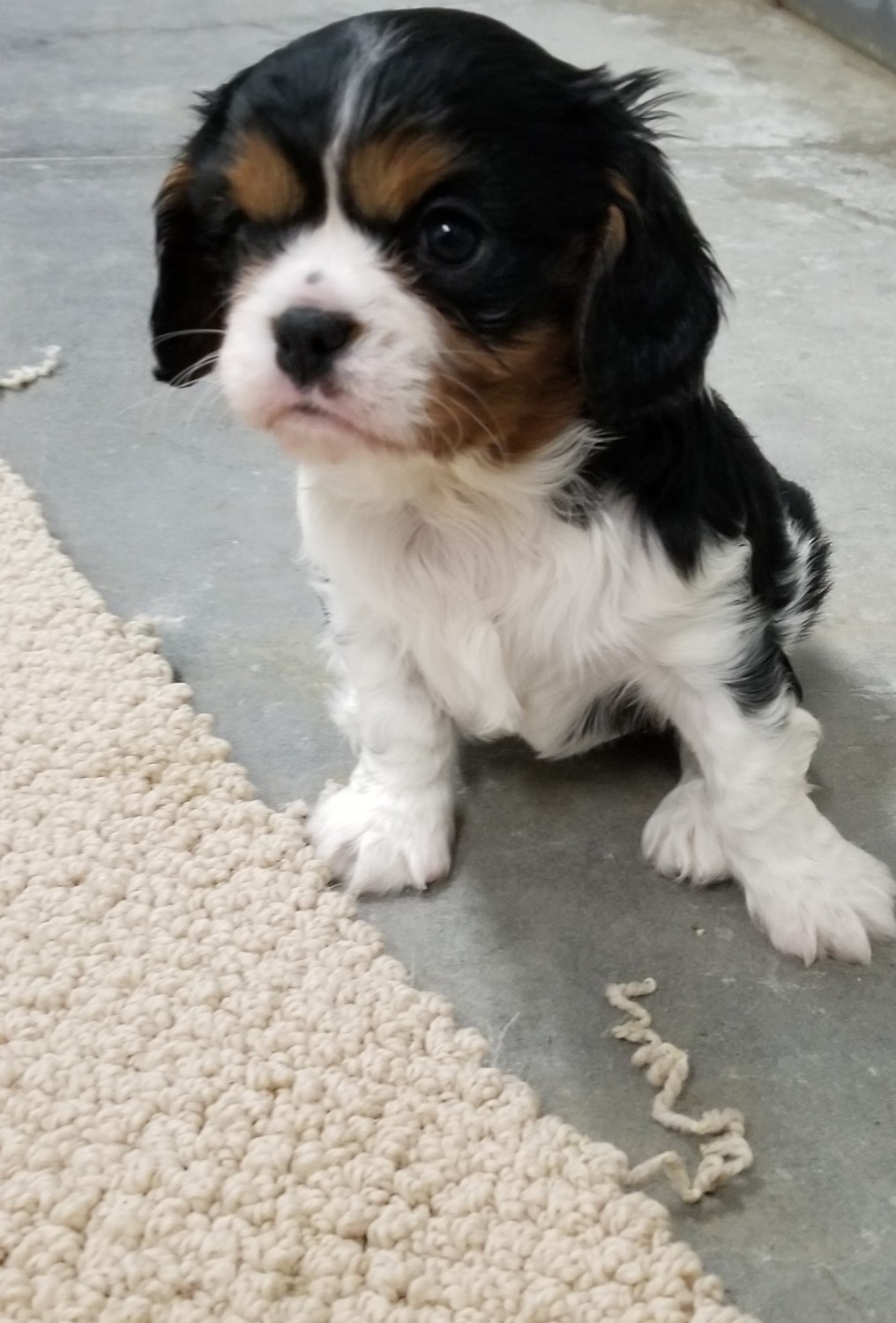 Cavalier King Charles Spaniel Puppies For Sale Rock