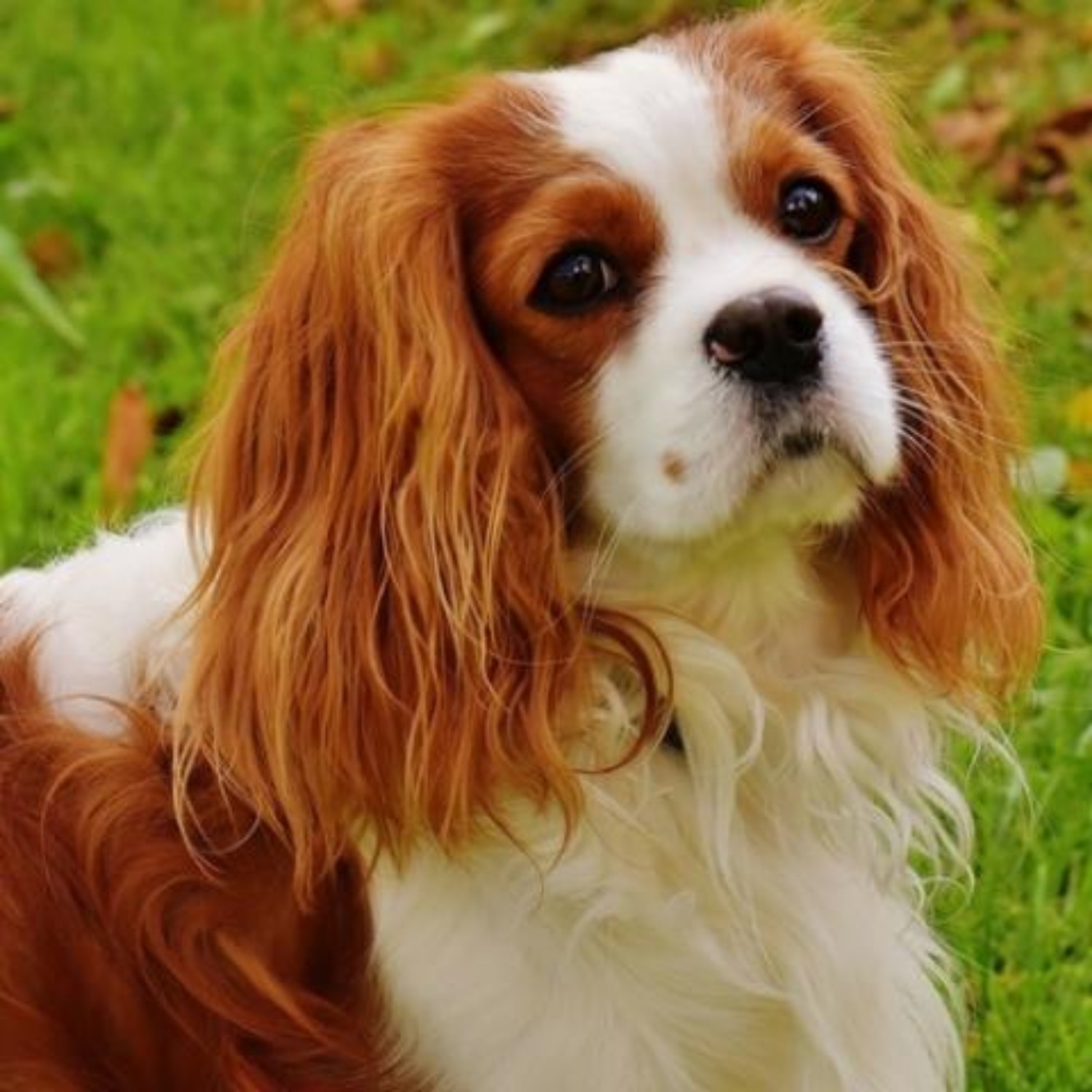 Cavalier King Charles Spaniel Club Uk Cavalier King Charles Spaniel Club Uk